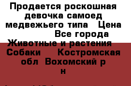 Продается роскошная девочка самоед медвежьего типа › Цена ­ 35 000 - Все города Животные и растения » Собаки   . Костромская обл.,Вохомский р-н